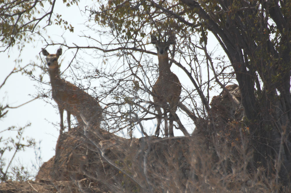 dal Sud Africa: Saltarupi (Oreotragus oreotragus)